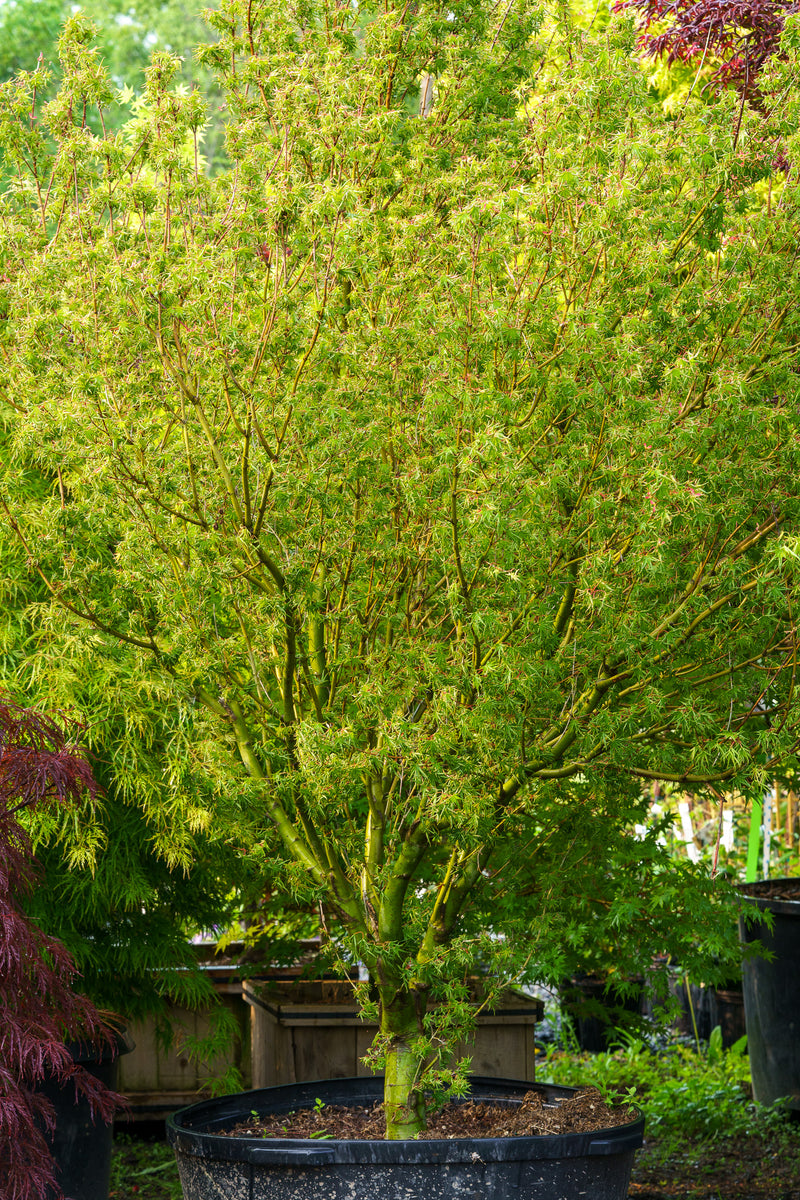 Kurenai Jishi Japanese Maple – Plant Detectives