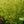 Load image into Gallery viewer, Kurui Jishi Japanese Maple - Japanese Maple - Japanese Maples