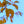 Load image into Gallery viewer, Kwanzan Flowering Cherry