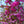 Load image into Gallery viewer, Kwanzan Flowering Cherry - Cherry - Flowering Trees