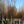Load image into Gallery viewer, Kwanzan Flowering Cherry - Cherry - Flowering Trees