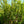 Load image into Gallery viewer, Kwanzan Flowering Cherry - Cherry - Flowering Trees