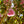 Load image into Gallery viewer, Kwanzan Flowering Cherry - Cherry - Flowering Trees