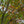 Load image into Gallery viewer, Kwanzan Flowering Cherry