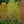 Load image into Gallery viewer, Kwanzan Flowering Cherry