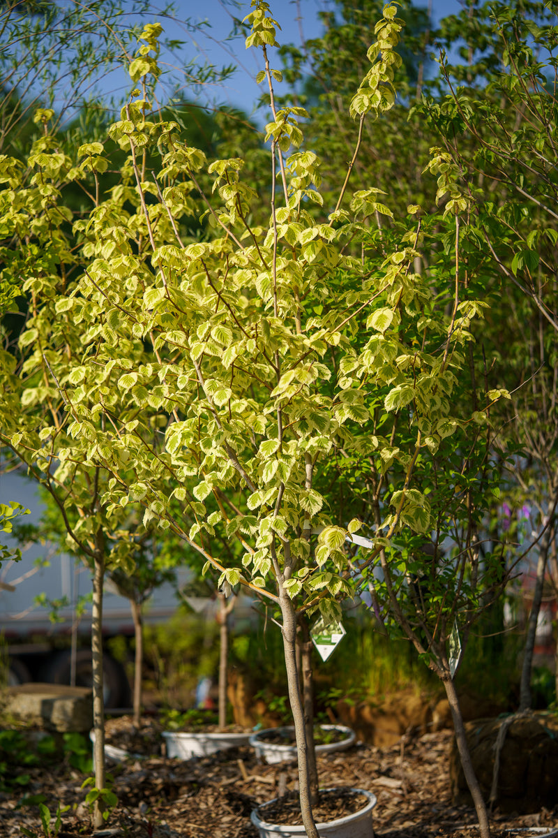 Lady Sunshine Variegated Dove Tree – Plant Detectives