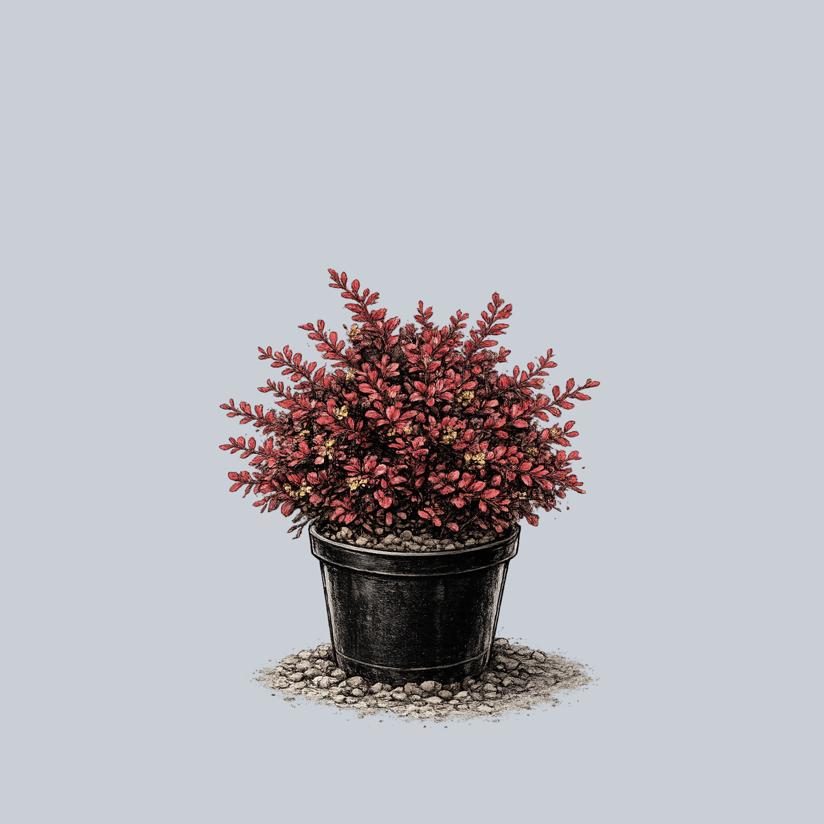 Lava Nugget Barberry – Plant Detectives