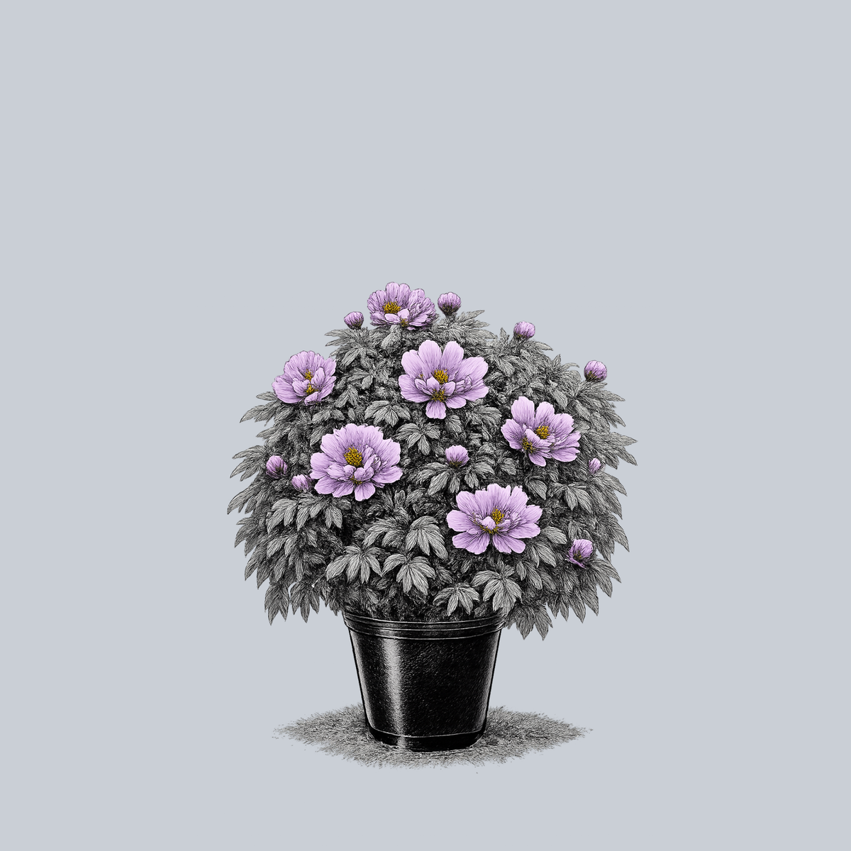 Lavender Tree Peony – Plant Detectives