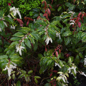 Leucothoe Branches