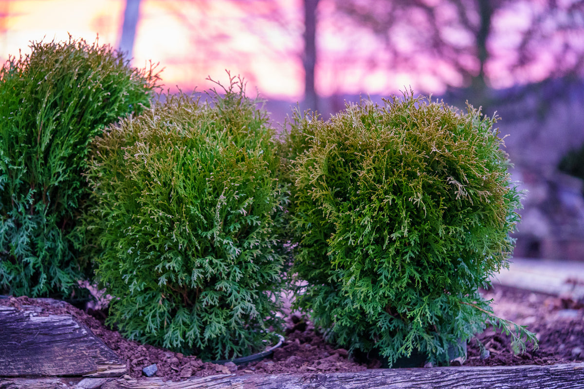 Little Giant Arborvitae Plant Detectives