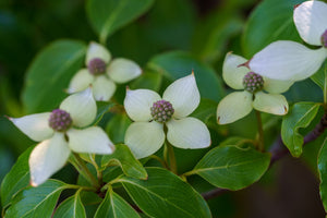 Little Poncho White Flowers