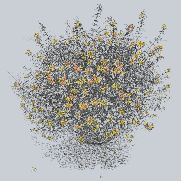 Little Richard Abelia