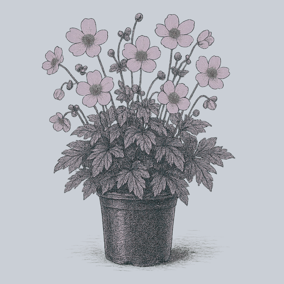 Lucky Charm Anemone – Plant Detectives
