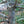 Load image into Gallery viewer, Lacebark Pine