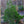 Load image into Gallery viewer, Lacebark Pine