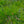 Load image into Gallery viewer, Lacebark Pine