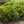Load image into Gallery viewer, Cutleaf Stephanandra