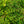 Load image into Gallery viewer, Cutleaf Stephanandra
