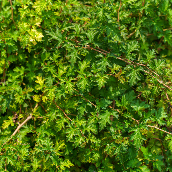 Cutleaf Stephanandra