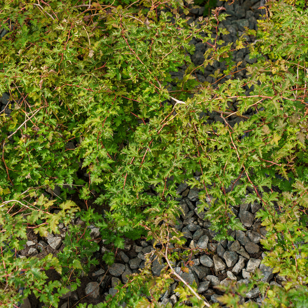 Cutleaf Stephanandra