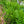 Load image into Gallery viewer, Lady Fern
