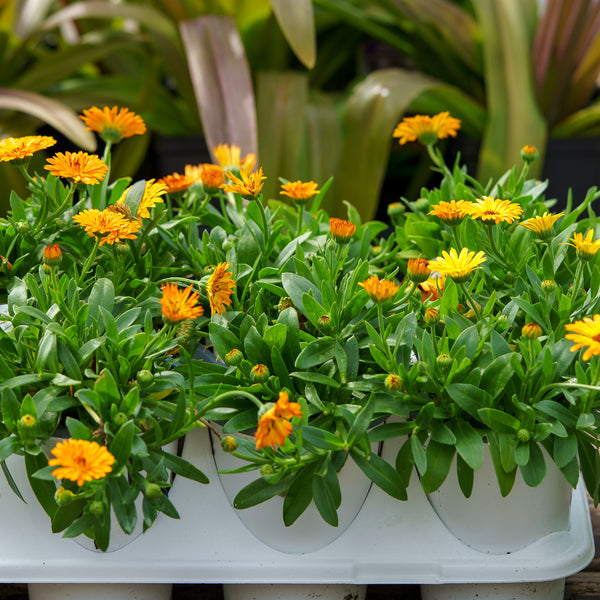 Lady Godiva Orange English Marigold