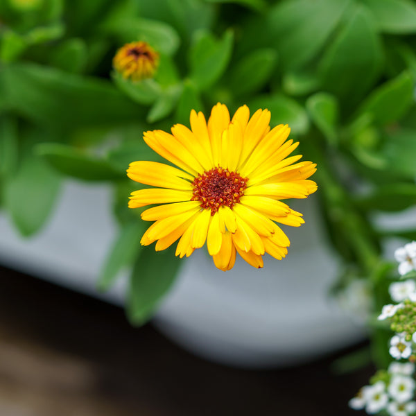 Lady Godiva Orange English Marigold