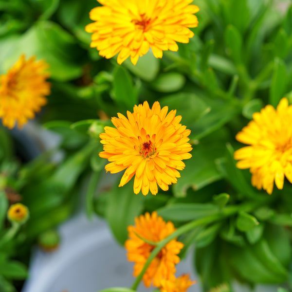 Lady Godiva Orange English Marigold