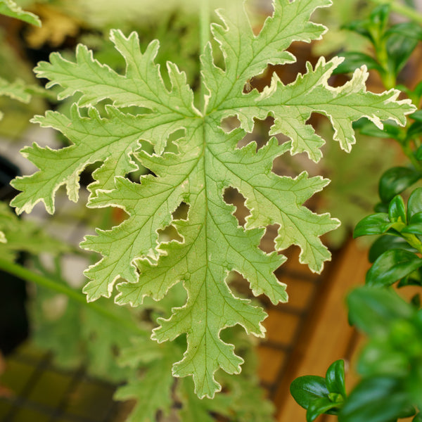 Lady Plymouth Geranium