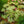 Load image into Gallery viewer, Lady Plymouth Geranium