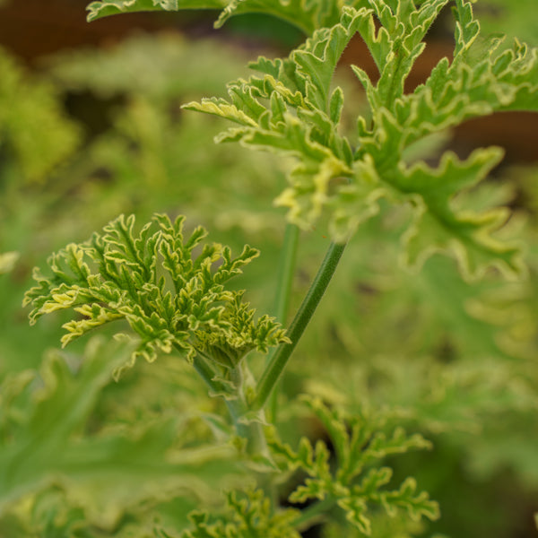 Lady Plymouth Geranium