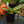 Load image into Gallery viewer, Lady Slipper Orchid