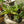 Load image into Gallery viewer, Lady Slipper Orchid