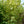 Load image into Gallery viewer, Lady Sunshine Dove Tree