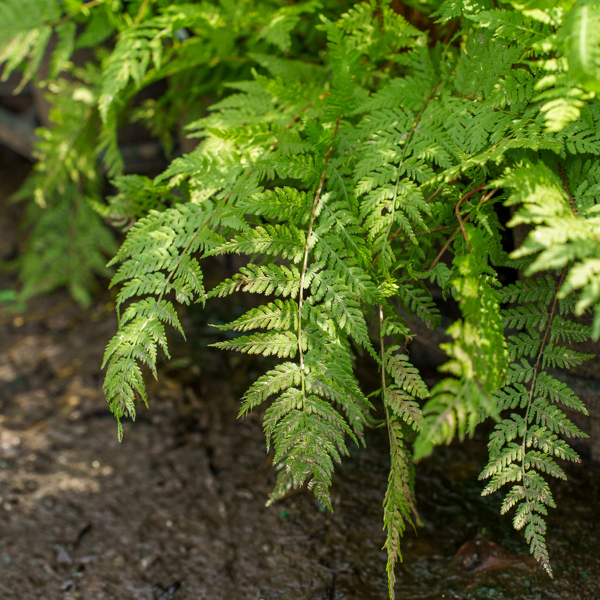 red fern plant seeds Lady in Red Fern – Plant Detectives
