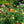 Load image into Gallery viewer, Lady of Shalott English Shrub Rose