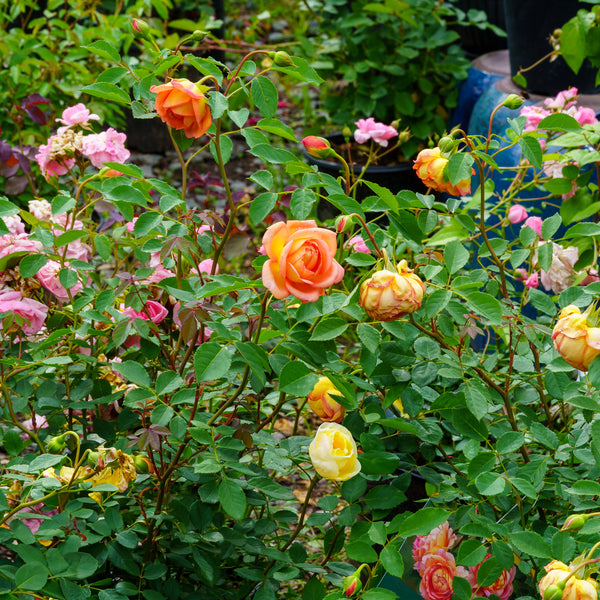 Lady of Shalott English Shrub Rose