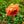 Load image into Gallery viewer, Lady of Shalott English Shrub Rose