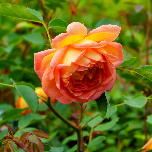Lady of Shalott English Shrub Rose