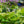 Load image into Gallery viewer, Lakeside Paisley Print Hosta