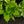Load image into Gallery viewer, Lakeside Paisley Print Hosta