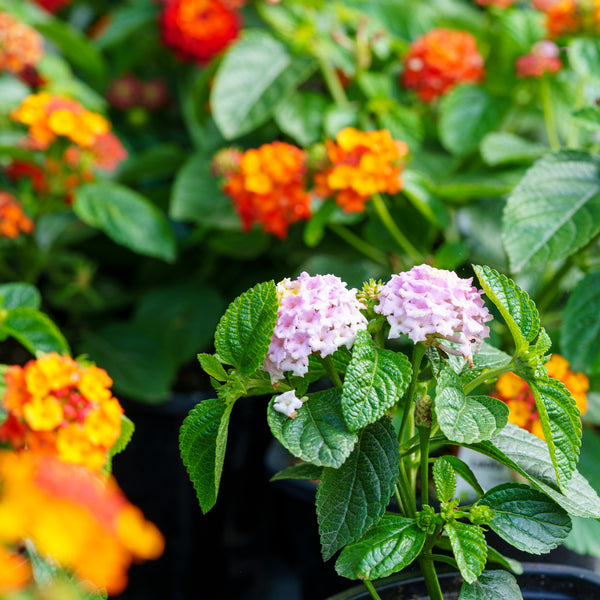 Lantana