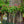 Load image into Gallery viewer, Lantana