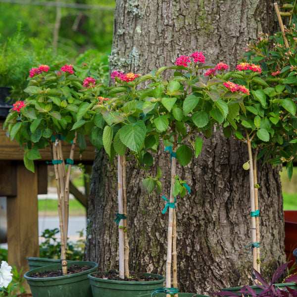 Lantana