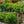 Load image into Gallery viewer, Lantana