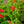 Load image into Gallery viewer, Lantana