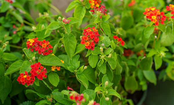 Lantana