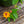 Load image into Gallery viewer, Lantana