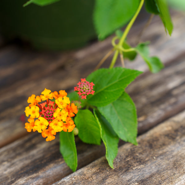 Lantana