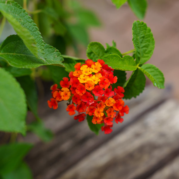 Lantana